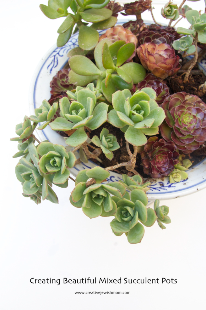 How To Create Gorgeous Planters With Mixed Succulents