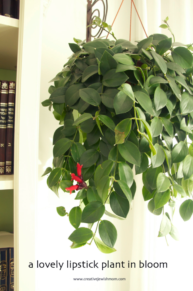 Propogating Lipstick Plant From Cuttings