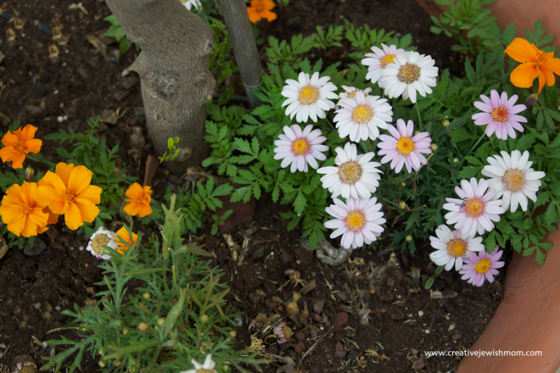 Marigolds Are Annuals That Re-Seed Themselves, Perfect For The Busy Gardener!
