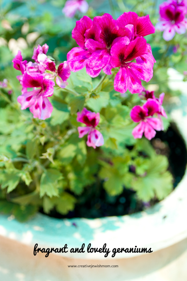 Geranium Odorata Is Proof That Not All Geraniums Are Created Equal!