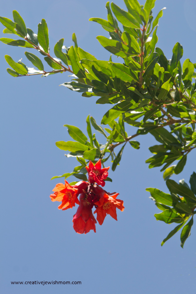 Pomegranate Trees In Bloom In Northern Israel