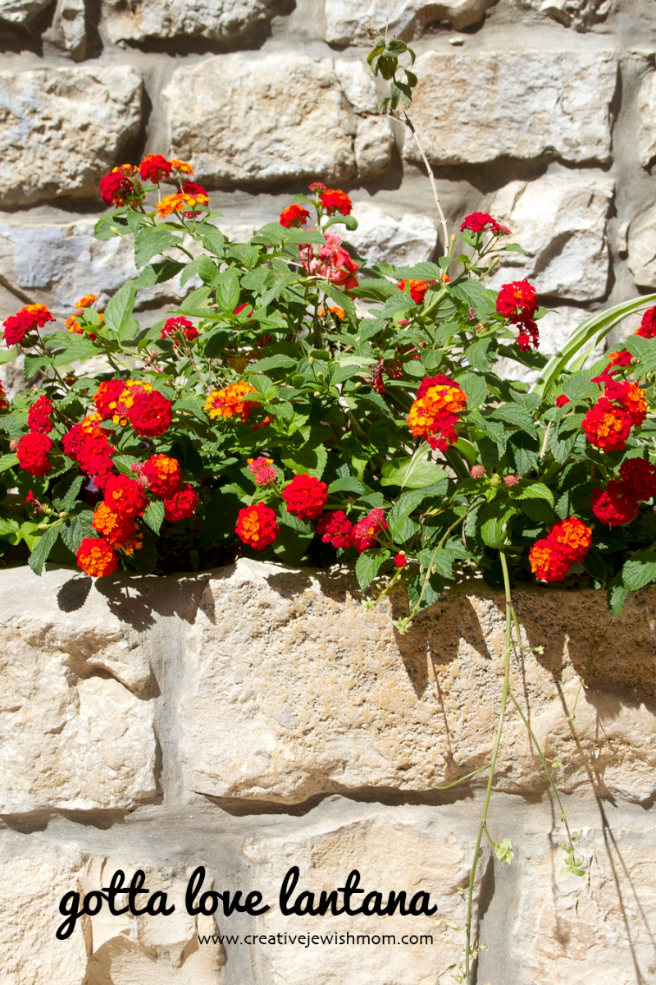 Lantana In Bloom Is Stunning And Drought Tolerant