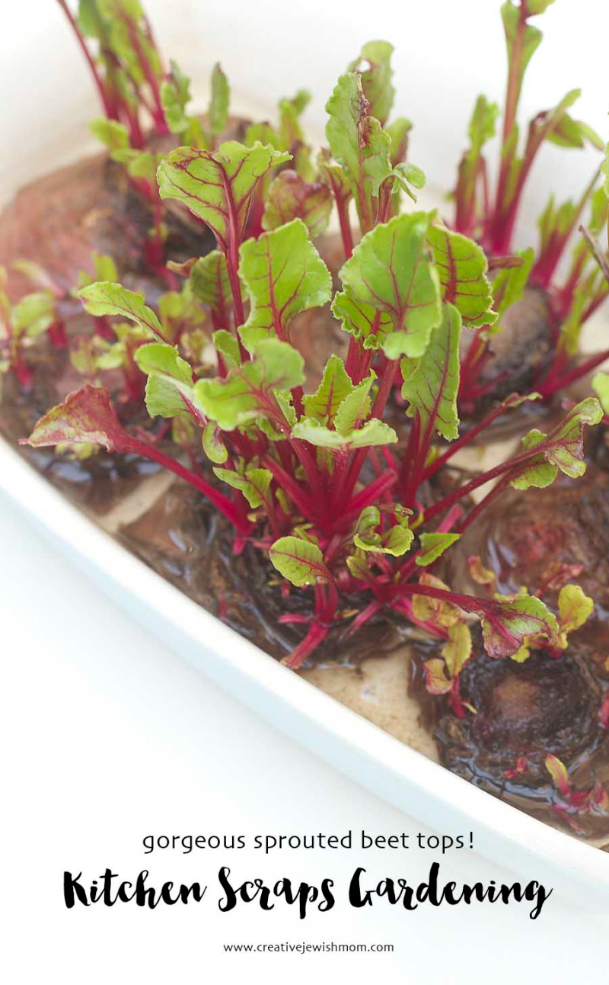 Kitchen Scraps Gardening: Grow Your Own Beet Greens