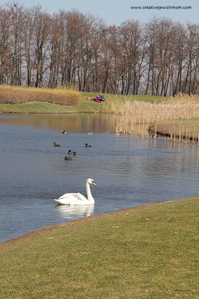 Swans On An Early Spring Day In The Ukraine