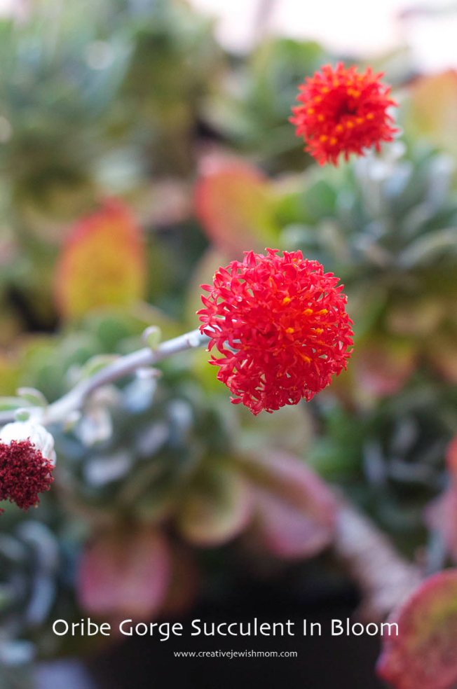 Oribe Gorge Succulent In Bloom Once Again!