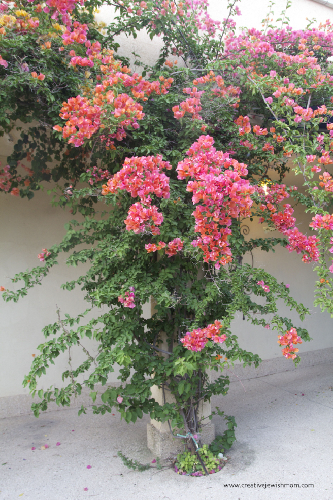 A Mediterranean Style Garden With Arches Of Bougainvillea