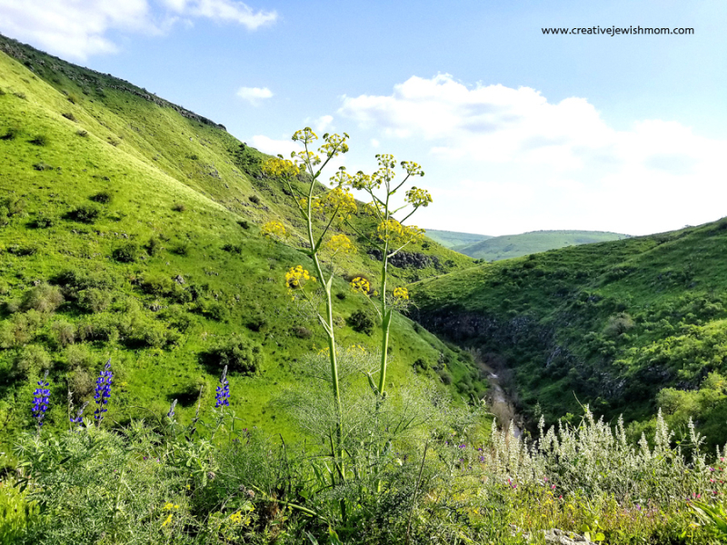 Spring In Northern Israel On A Hike To Mount Tabor