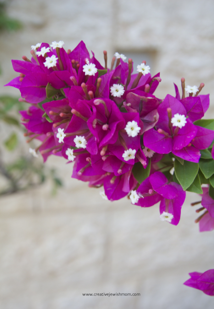 Four Easy Care Flowering Plants For Your Sub-Tropical or Zone 5/6/7 Container Garden!