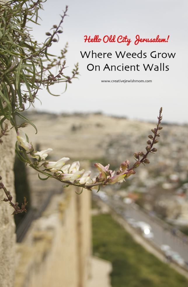 Lovely Weeds On The Old City Jerusalem Walls