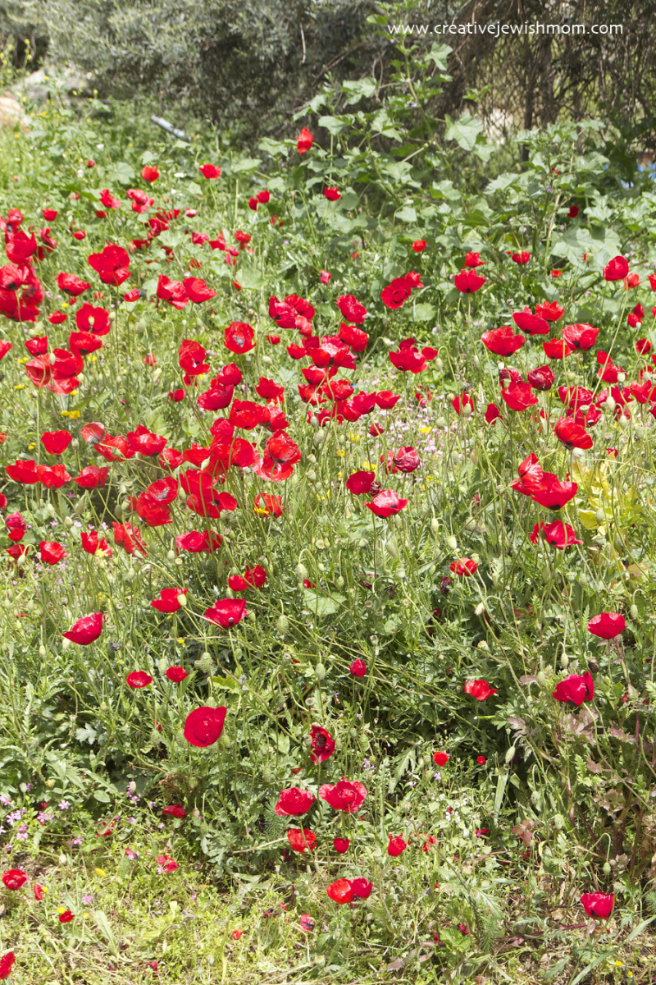 Fields Of Red Poppies In The Kidron Valley, Jerusalem