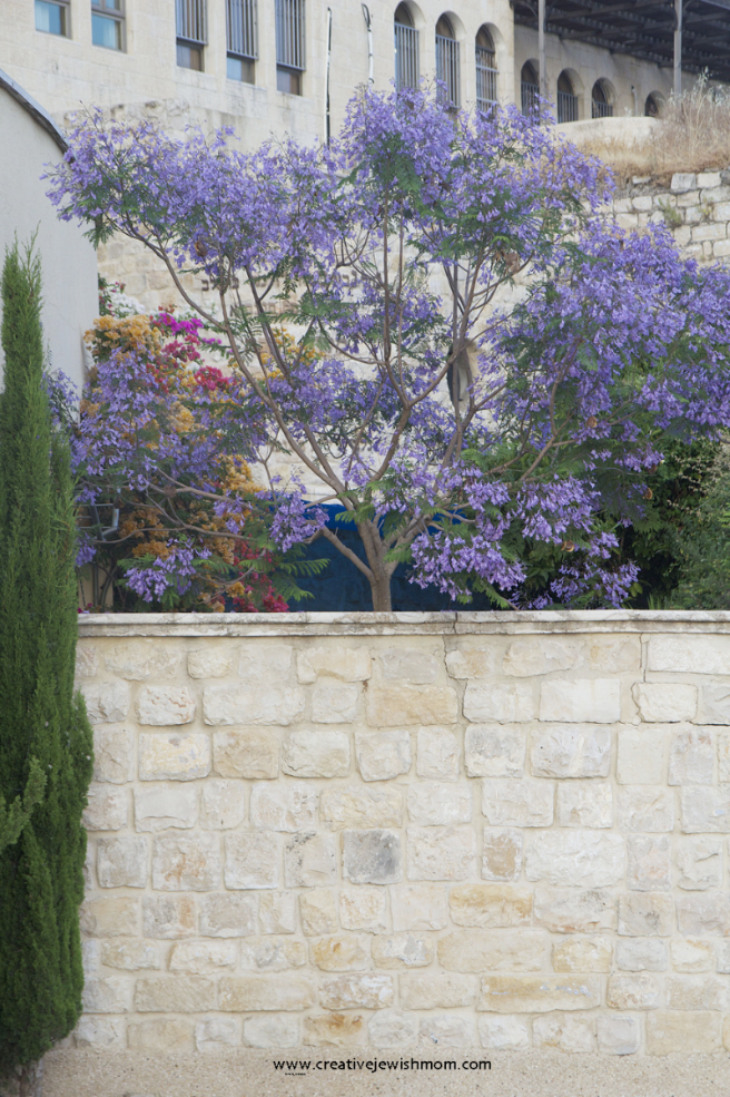 Jacaranda Trees In Bloom In Northern Israel!