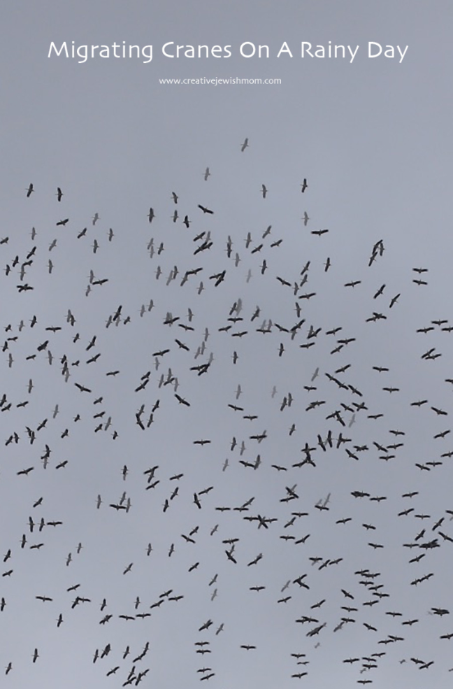 Cranes Migrating Home To Europe On A Rainy Day