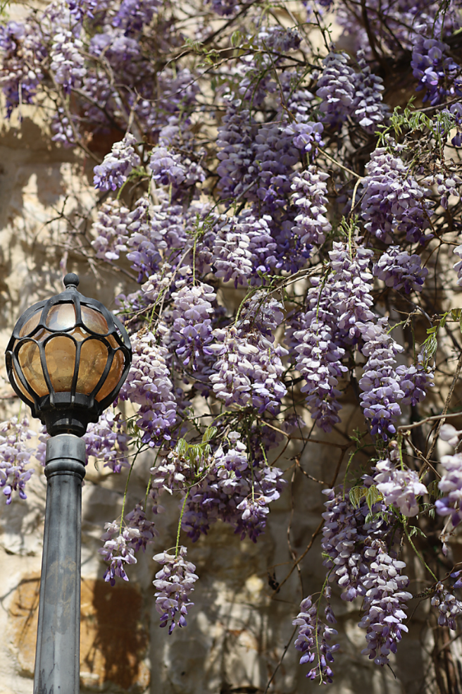 Wisteria Blooms In Northern Israel