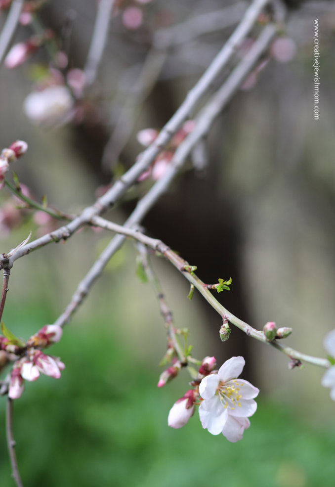 Almond Trees In Bloom In Northern Israel, Just Like In Van Gogh’s Painting!
