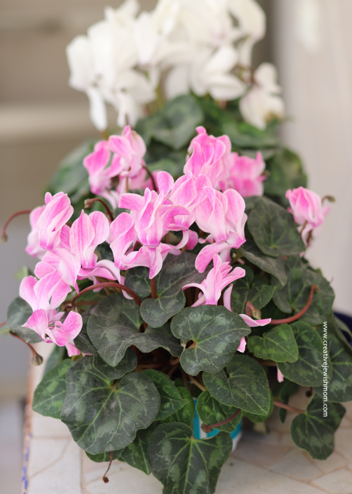 Cyclamen In Bloom For Over Five Months, Wow!