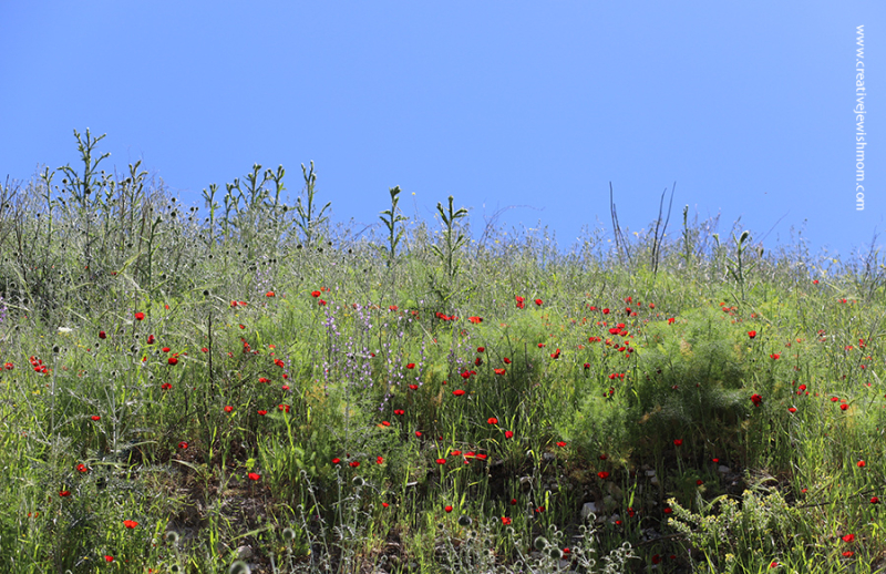 Wild Red Poppies In Bloom In Northern Israel!