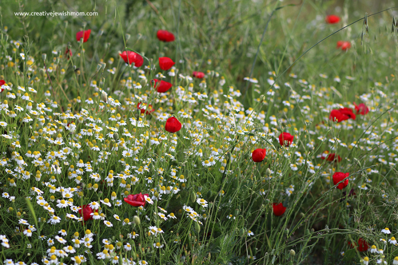 Red Poppies And White Daisies In Bloom In Northern Israel