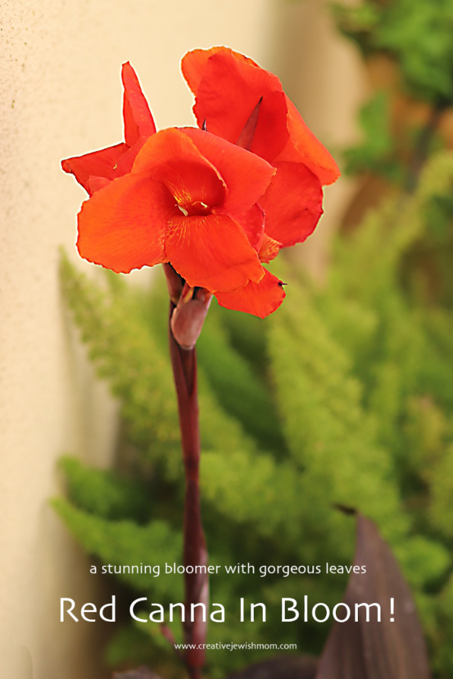 Red Canna In Bloom