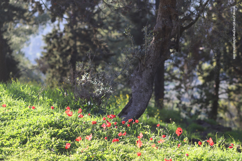 Red Crown Anemones In Bloom In Northern Israel!
