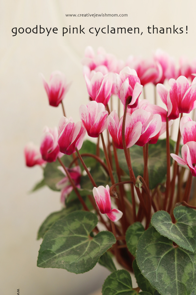 Goodbye Pink Cyclamen, Thanks For Months Of Non-Stop Blooms!