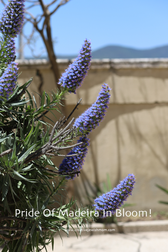 Pride Of Madeira Blooms In Northern Israel
