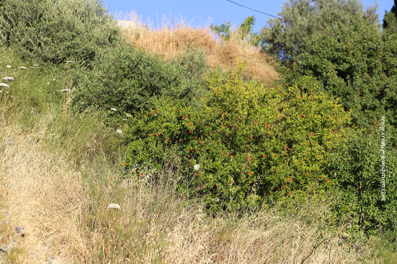 Enhancing Your Children’s Creativity Through Connecting To Nature