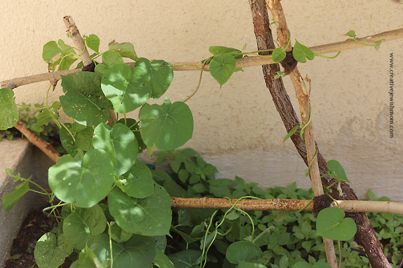 Garden Crafts: DIY Trellis From Sticks