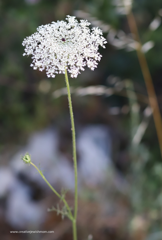 Queen Anne’s Lace In Bloom Everywhere In Northern Israel