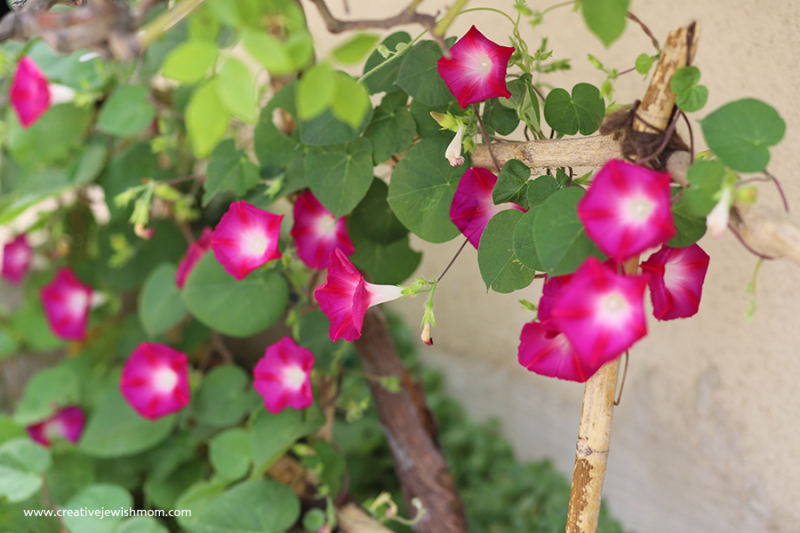 Morning Glory Vine In Bloom In My Container Garden!