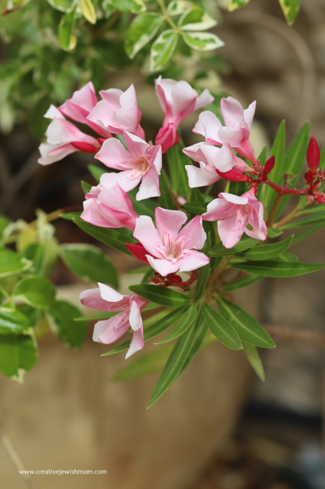Now In Bloom In My July Container Garden!