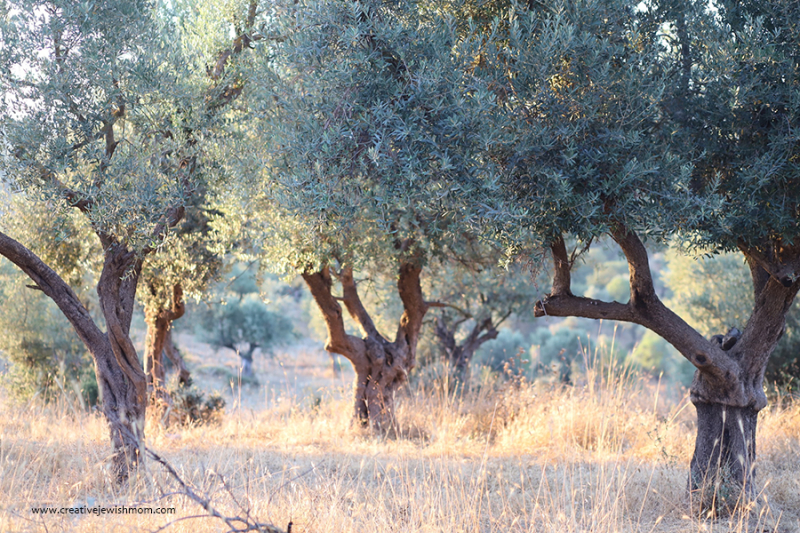 Take A Walk In An Olive Grove In Northen Israel!