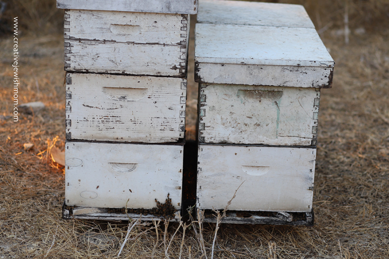 Wishing You A Shanah Tovah And A Sweet As Honey New Year!