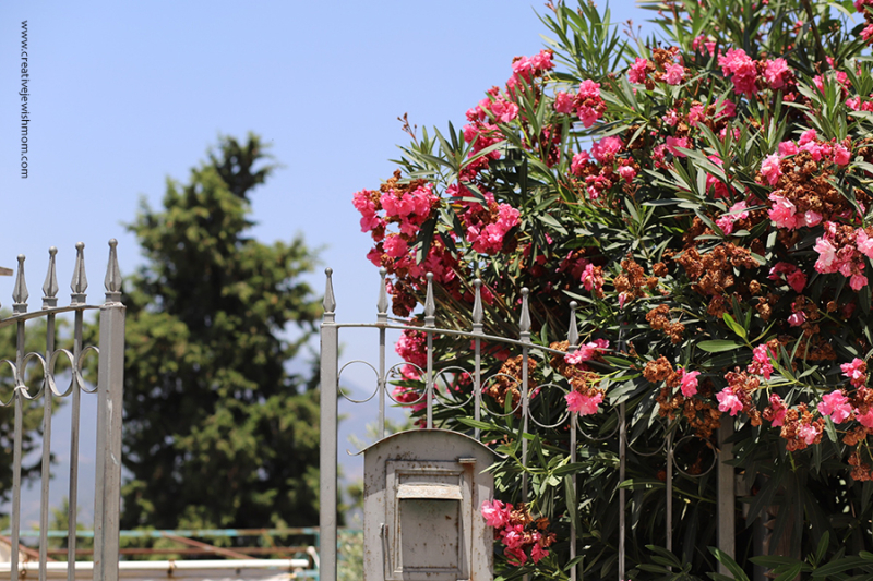 Oleander In Bloom In Israel