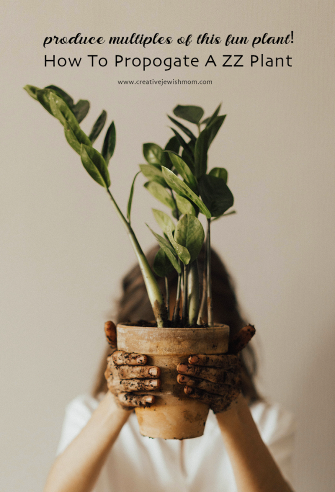 Three Ways To Propogate A ZZ Plant