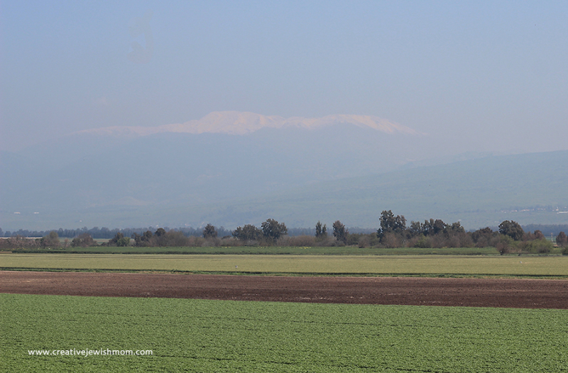 A Visit To Lake Agmon And A View Of Mount Hermon!