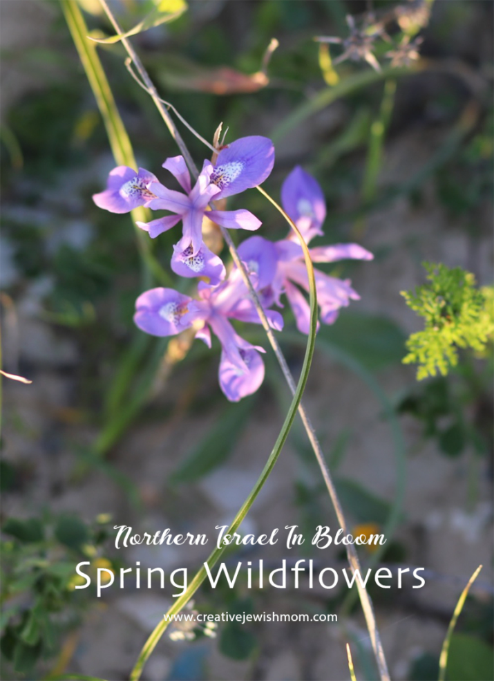 Tiny Spring Wildflowers In Northern Israel