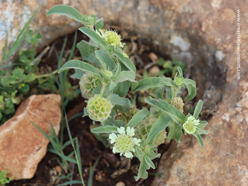 Wildflowers Bloom On Mount Arbel, Israel In The Spring