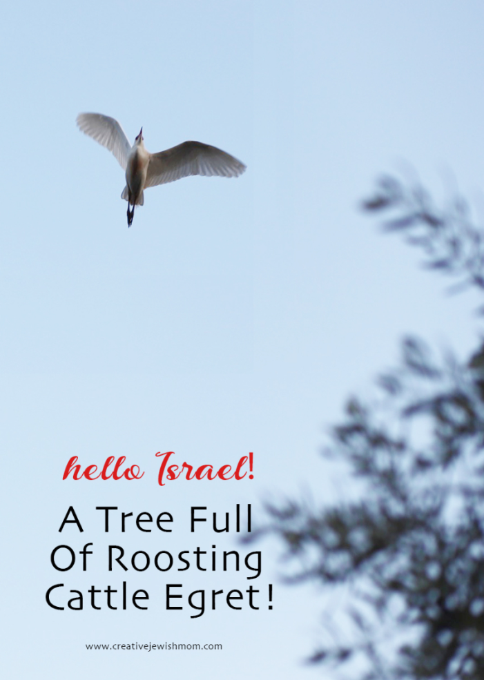 Cattle Egret Roosting In A Tree In Israel
