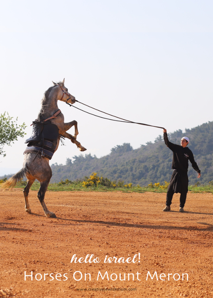 Horses At The Top Of Mount Meron