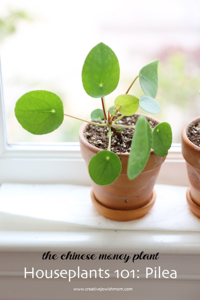 Houseplants 101: Pilea Chinese Money Plant