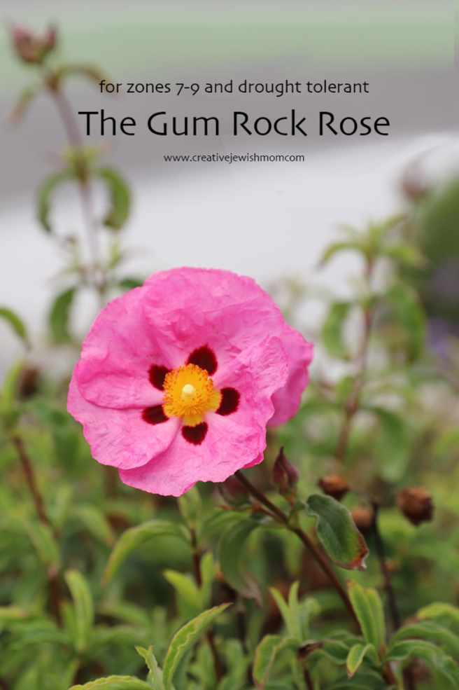 Gum Rock Rose, Cistus, The Flowering Shrub Of My Childhood!