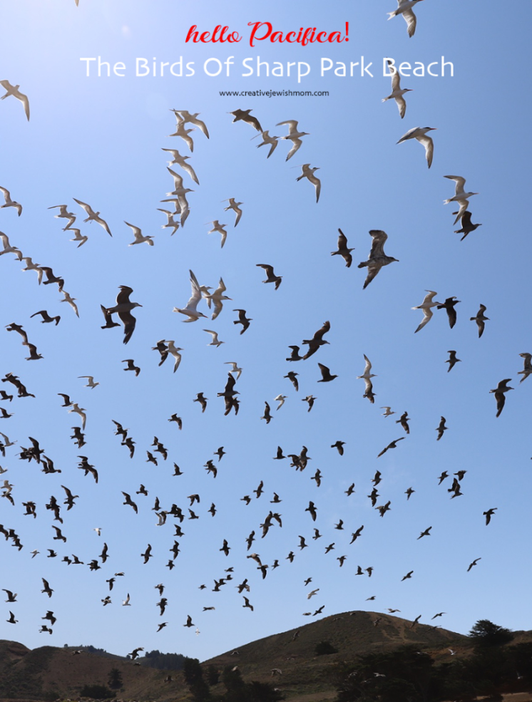 The Birds Of Sharp Park Beach, Pacifica