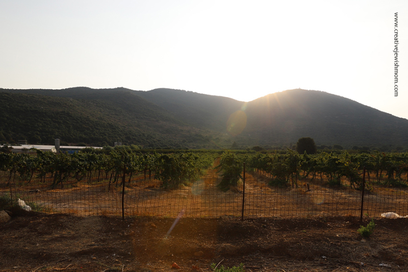 Grape Orchards In The Shadow Of Mount Meron, Israel