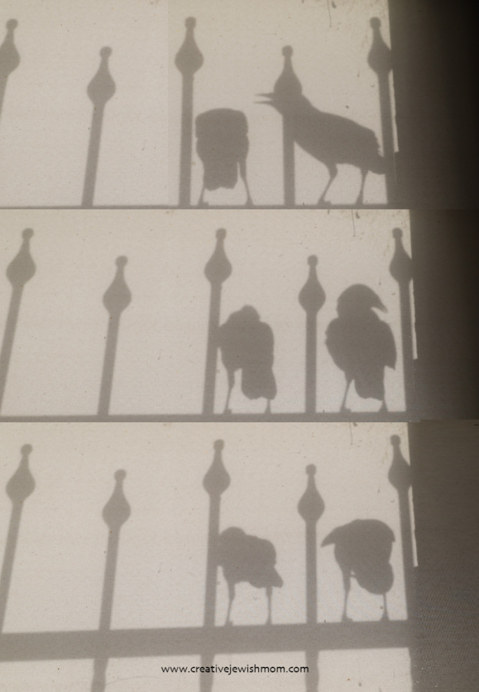Myna Birds In My Window In Northern Israel!