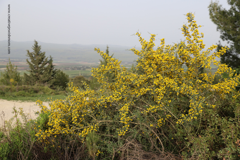 Yellow Broom Bushes Bloom Abundantly In Northern Israel