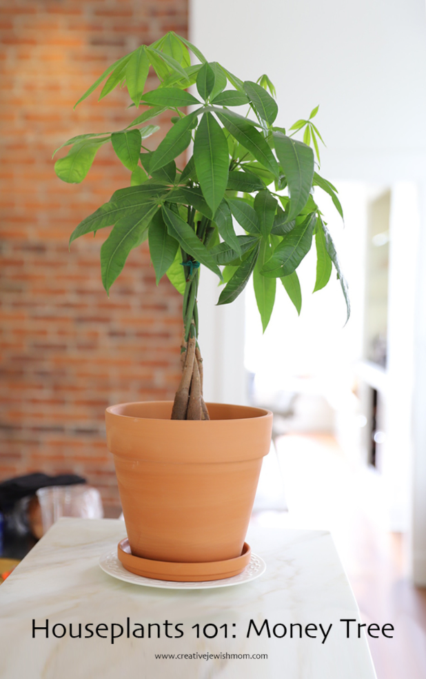 Houseplants 101: The Money Tree, Pachira Aquatica