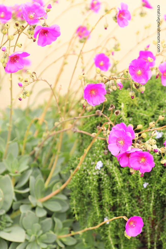 An Amazing Succulent: Rock Purslane