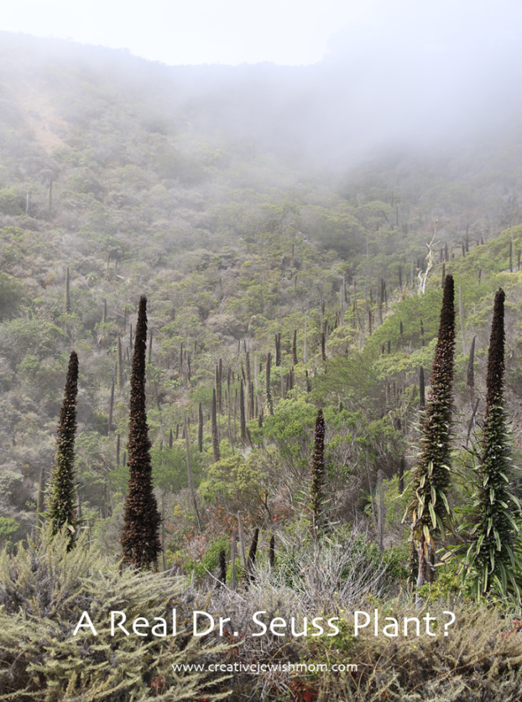 Hillsides Filled With Echium Pininana In Devil’s Slide