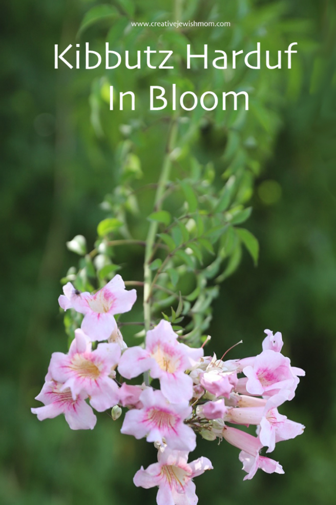Kibbutz Harduf In Bloom