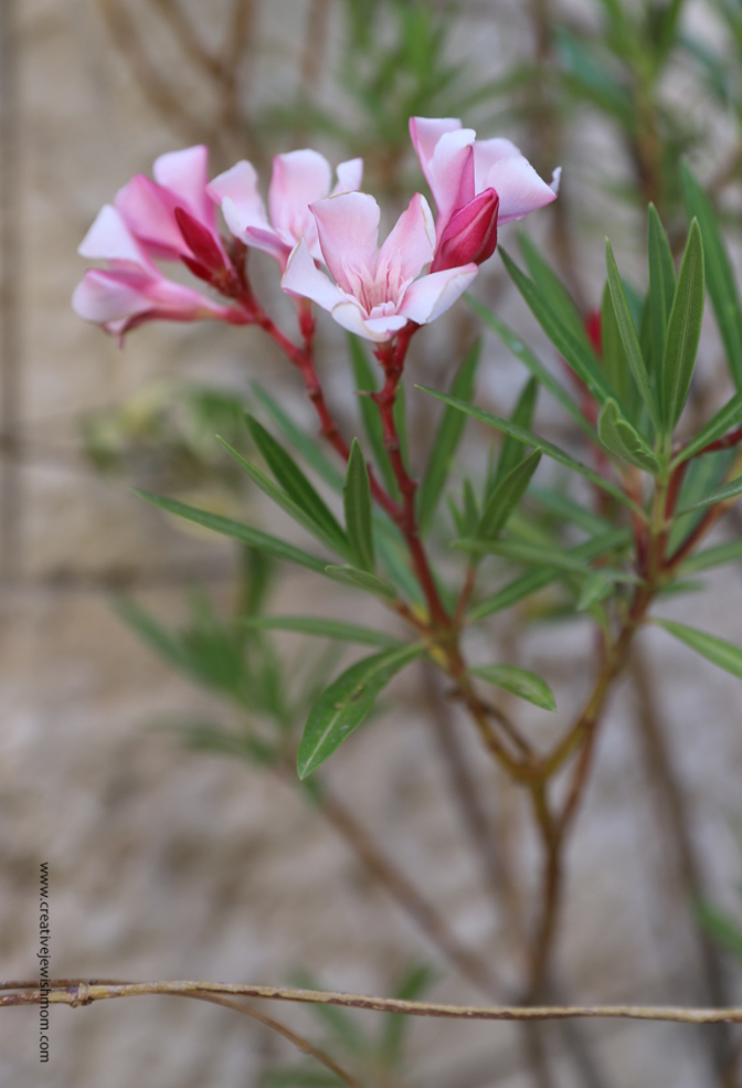 A Peak Into My Northern Israel July Container Garden Blooms!